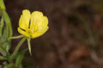 Common evening-primrose